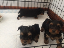 male and female Yorkie puppies for sale 