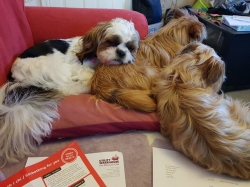 Adorable, Fluffy Shorkie 34 Shih Tzu-yorkie X 