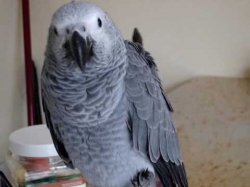 Available Fresh Candle Tested Fertile Parrot Eggs And Parrots.