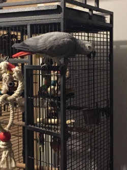 African Grey Parrot text now 1216-816-1403
