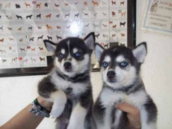 Beautiful neutered male Siberian Husky puppy ready 