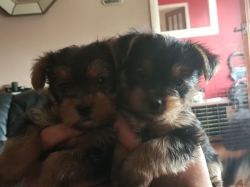 quality breed family rasied Yorkie puppies