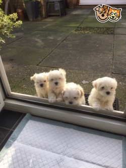 ADORABLE AND OUTSTANDING MALE AND FEMALE MALTESE FOR SALE 
