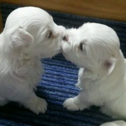 CUTE FEMALE AND MALE MALTESE FOR SALE