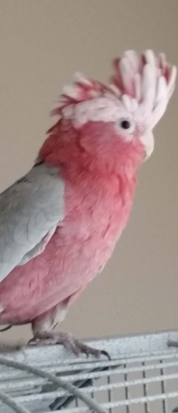 Pink Galah Cockatoo text now 1216-816-140