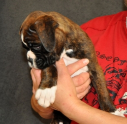 ADORABLE BOXER PUPPIES