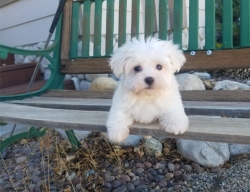 Two Top Class Maltese Puppies Available