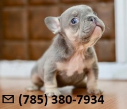 Happy X-Mass French Bulldog Puppies Ready Now.