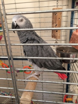 African Grey Parrots For Sale