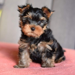 Tiny Yorkshire Terrier Puppies - 3 Boys 2 Girls  Available