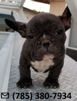 Tricky X-Mass French Bulldog Puppies Ready Now.