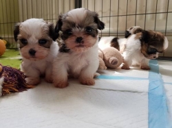 adorable shih tzu  text me 985*247*8873