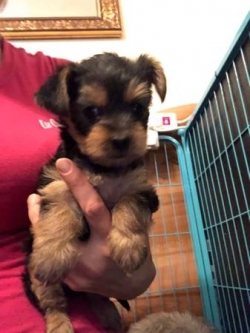 Yorkie puppies Female 10 week 2O97896437 