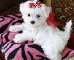 Pure White Maltese Ready for New Home