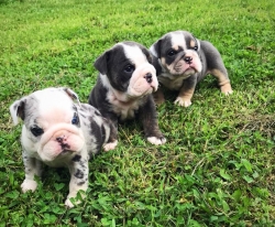 8 weeks old frenchies for a super loving home