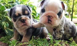 8 weeks old frenchies for a new loving home!!