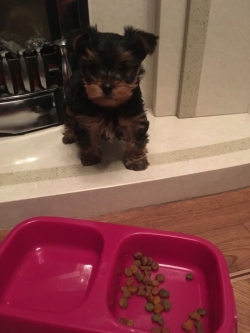 Purebred Tiny Yorkie Puppies