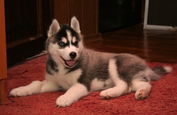 Pure Blood Siberian Husky puppy