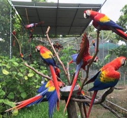 Available Fertile Parrots Eggs And Babies Parrots For sale