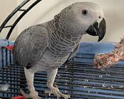 Female African Grey Parrot for Sale