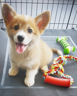 Two adorable 10 week old Pembroke welsh corgi puppies 