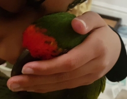 Hand Reared, Talking Baby Military Macaw
