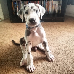 10 Weeks old Great Dane Puppy