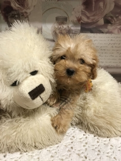 Truly Scrumptious Toy Maltipoo Babies text 5865366712