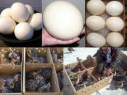 Ostrich eggs and chicks for sale