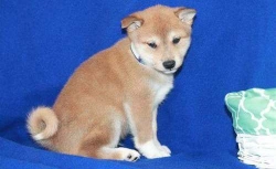 Shilo Shiba Inu pup for sale