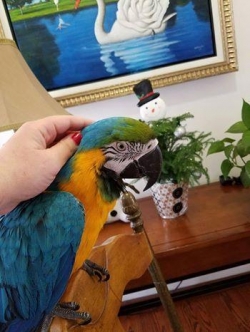 Gold and Blue Macaw Parrots are very sociable and Intelligent macaws