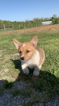 CUTE MALE ROBBY corgi