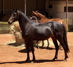  Friesian Warmblood filly