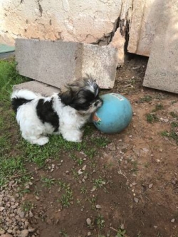 Home breed and well socialized Shih Tzu puppies