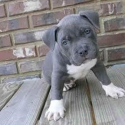 ?? Fantastic ? Ckc ? Blue Nose ? American Pit Bull Terrier ? Puppies Available 