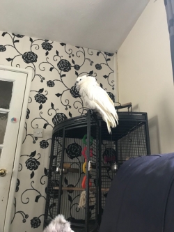 Super tame Umbrella Cockatoo