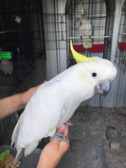 Cockatoos birds Available 