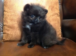 Pomeranian Puppies