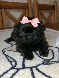 Imperial Shihzu Puppies