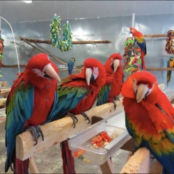 Intelligent~Tamed Macaw Parrots Available