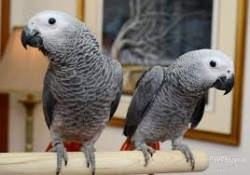 Hand Raised African Grey Parrots ready for re-homing