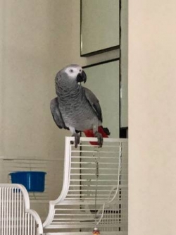R@!1Sweet Talkative Congo African Grey Female!!@