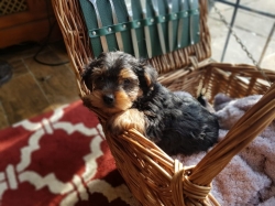 Registered Yorkshire Puppies For Re-Homing