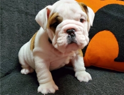 Cute And HealthyEnglish bulldog  Puppies For Sale