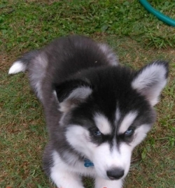 FULL AKC SIBERIAN HUSKY PUPS