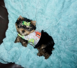 Female yorkie 