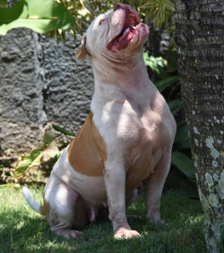 Adorable bulldog for sale