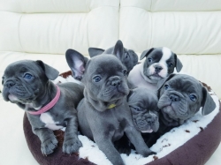 French Bulldog Puppies Available