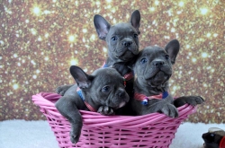 Pure breed Blue French Bulldog puppies Text Us At 605 273-7355 