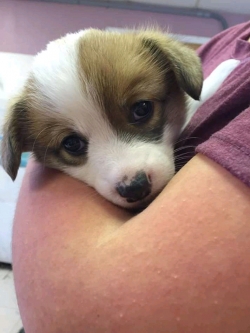 Cute Pembroke Welsh Corgi Puppies For Adoption Text 619 821 5367